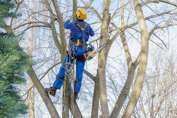 Best Tree and Shrub Care  in Robertsville, NJ