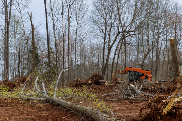 How Our Tree Care Process Works  in  Robertsville, NJ